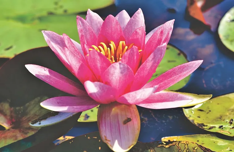 Explore the Beauty: Drop-In Garden Tours – Atlanta Botanical Garden Explore the Beauty: Drop-In Garden Tours – Atlanta Botanical Garden