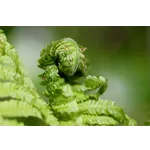 Bug Fest: A Celebration of Insects – Fernbank Museum Bug Fest: A Celebration of Insects – Fernbank Museum