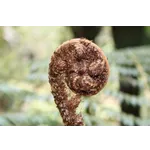 Discover Wonders at Fernbank: Your Adventure Awaits! Discover Wonders at Fernbank: Your Adventure Awaits!