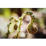 WildWoods: AGLOW – Fernbank Museum WildWoods: AGLOW – Fernbank Museum