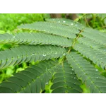 WildWoods: AGLOW – Fernbank Museum WildWoods: AGLOW – Fernbank Museum