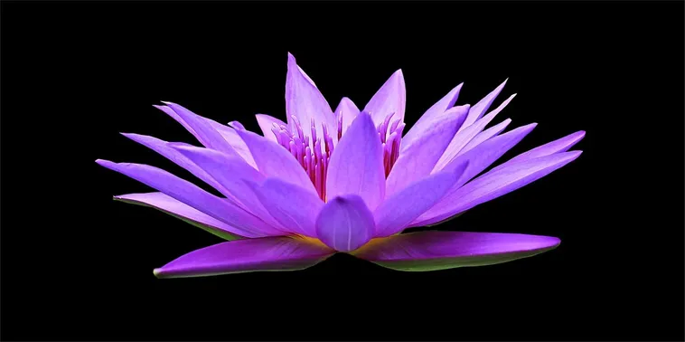 Exploring Nature: Drop-In Garden Tours – Atlanta Botanical Garden Exploring Nature: Drop-In Garden Tours – Atlanta Botanical Garden