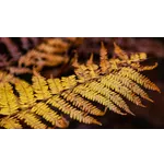 Reflections of Culture | Fernbank Museum of Natural History Reflections of Culture | Fernbank Museum of Natural History