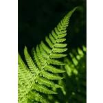 WildWoods: AGLOW – Fernbank Museum WildWoods: AGLOW – Fernbank Museum