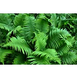 Explore the Wonders of WildWoods at Fernbank Museum! Explore the Wonders of WildWoods at Fernbank Museum!