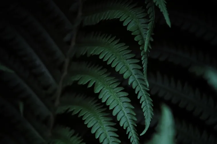 Bugs Bonanza: A Celebration of Entomology – Fernbank Museum Bugs Bonanza: A Celebration of Entomology – Fernbank Museum