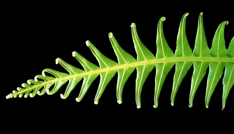 Discover the Wilderness: Meet a Ranger – Fernbank Museum Discover the Wilderness: Meet a Ranger – Fernbank Museum