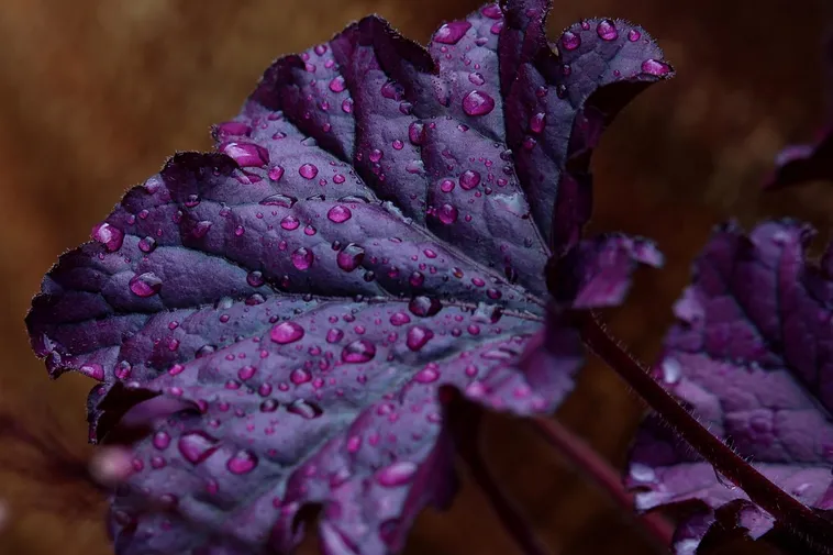 Discovering Nature: Garden Playtime – Atlanta Botanical Garden Discovering Nature: Garden Playtime – Atlanta Botanical Garden