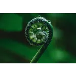 Morning Hike Adventure – Fernbank Museum Morning Hike Adventure – Fernbank Museum