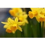 Tulip Twilight Experience – Atlanta Botanical Garden Tulip Twilight Experience – Atlanta Botanical Garden