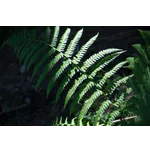 WildWoods: AGLOW – Fernbank Museum WildWoods: AGLOW – Fernbank Museum