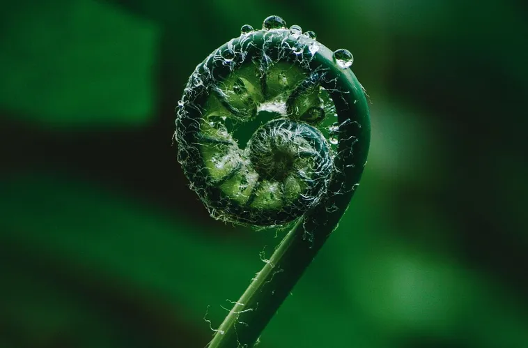 Morning Hike Adventure – Fernbank Museum Morning Hike Adventure – Fernbank Museum