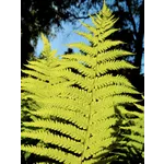 Fright Night: A Spooktacular Experience – Fernbank Museum Fright Night: A Spooktacular Experience – Fernbank Museum