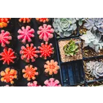 Exploring Nature: Drop-In Garden Tours – Atlanta Botanical Garden Exploring Nature: Drop-In Garden Tours – Atlanta Botanical Garden