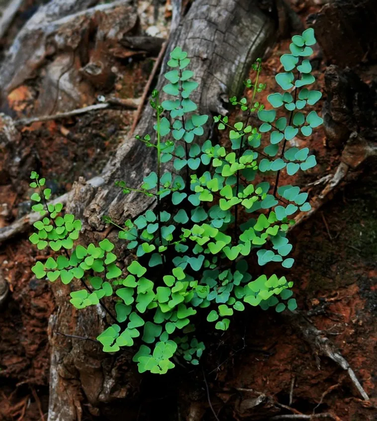 Wildflower Exploration – Fernbank Museum Wildflower Exploration – Fernbank Museum