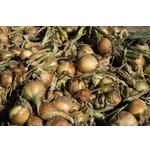 Innovations in Art and Design – High Museum Innovations in Art and Design – High Museum