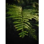 Insect Discovery Day – Fernbank Museum Insect Discovery Day – Fernbank Museum