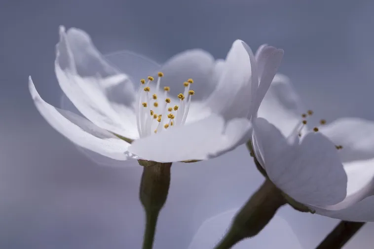 Exploring Nature: Drop-In Garden Tours – Atlanta Botanical Garden Exploring Nature: Drop-In Garden Tours – Atlanta Botanical Garden