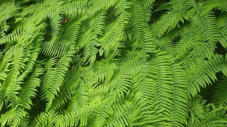 WildWoods: Aglow – Fernbank Museum WildWoods: Aglow – Fernbank Museum