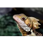 Introduction to Beekeeping – Atlanta Botanical Garden Introduction to Beekeeping – Atlanta Botanical Garden