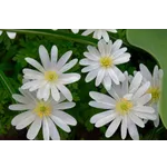 Frog Feeding Experience – Atlanta Botanical Garden Frog Feeding Experience – Atlanta Botanical Garden