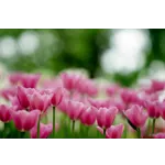 Explore Nature: Drop-In Garden Tours – Atlanta Botanical Garden Explore Nature: Drop-In Garden Tours – Atlanta Botanical Garden