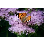 Exploring Nature: A Journey Through Google Maps – Atlanta Botanical Garden Exploring Nature: A Journey Through Google Maps – Atlanta Botanical Garden