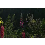 Guided Garden Explorations – Atlanta Botanical Garden Guided Garden Explorations – Atlanta Botanical Garden