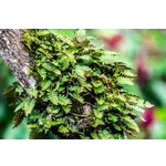 WildWoods: AGLOW – Fernbank Museum WildWoods: AGLOW – Fernbank Museum