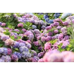 Garden Playtime: A Family Adventure – Atlanta Botanical Garden Garden Playtime: A Family Adventure – Atlanta Botanical Garden