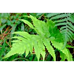 WildWoods: AGLOW – Fernbank Museum WildWoods: AGLOW – Fernbank Museum