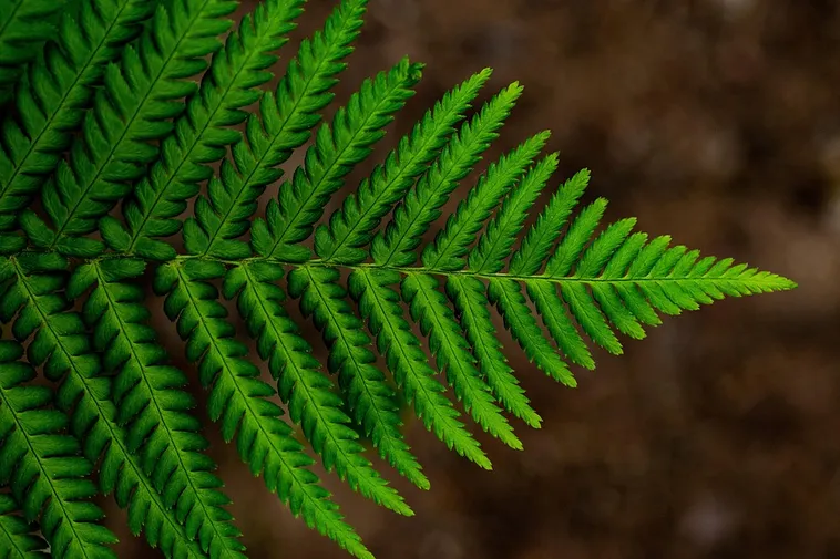 WildWoods: AGLOW – Fernbank Museum WildWoods: AGLOW – Fernbank Museum