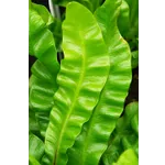 WildWoods: AGLOW – Fernbank Museum WildWoods: AGLOW – Fernbank Museum