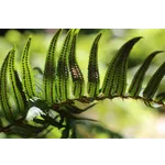 Roaring Through Time: Mesozoic Giants at Fernbank Museum! Roaring Through Time: Mesozoic Giants at Fernbank Museum!