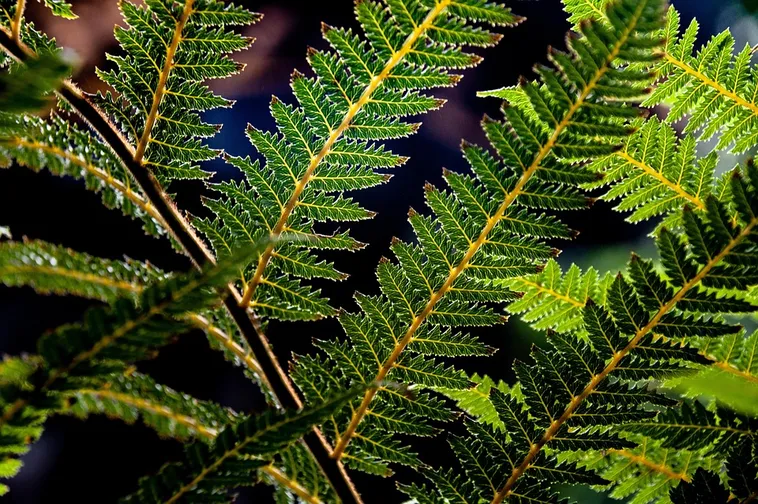 Teen Forest Lab: Insects – Fernbank Museum Teen Forest Lab: Insects – Fernbank Museum