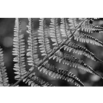 Unleash the Wonders: Fantastic Forces at Fernbank Museum! Unleash the Wonders: Fantastic Forces at Fernbank Museum!