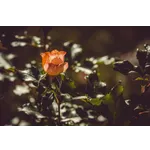 Romantic Evenings: Valentine’s in the Garden – Atlanta Botanical Garden Romantic Evenings: Valentine’s in the Garden – Atlanta Botanical Garden