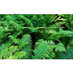 Fernbank After Dark: Buzzed – Fernbank Museum Fernbank After Dark: Buzzed – Fernbank Museum