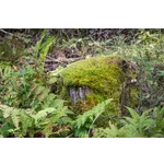 Wildlife Connection: A Live Animal Encounter – Fernbank Museum Wildlife Connection: A Live Animal Encounter – Fernbank Museum