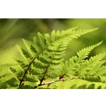 Insect Insight: Bug Fest – Fernbank Museum Insect Insight: Bug Fest – Fernbank Museum