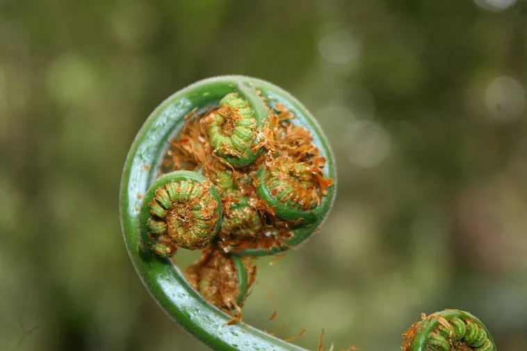 WildWoods: AGLOW – Fernbank Museum WildWoods: AGLOW – Fernbank Museum