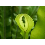 Discover the Wonders of Nature at Fernbank Museum of Natural History! Discover the Wonders of Nature at Fernbank Museum of Natural History!