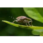 Explore the Beauty of Nature: Drop-In Garden Tours – Atlanta Botanical Garden Explore the Beauty of Nature: Drop-In Garden Tours – Atlanta Botanical Garden