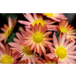 Beginner Tai Chi Workshop – Atlanta Botanical Garden Beginner Tai Chi Workshop – Atlanta Botanical Garden