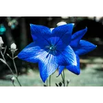 Autumn Adventure: Family Fun Days – Atlanta Botanical Garden Autumn Adventure: Family Fun Days – Atlanta Botanical Garden