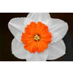 Haiku Storytime: A Journey Through Nature – Atlanta Botanical Garden Haiku Storytime: A Journey Through Nature – Atlanta Botanical Garden