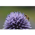 Explore the Gardens: Drop-In Tours – Atlanta Botanical Garden Explore the Gardens: Drop-In Tours – Atlanta Botanical Garden