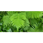 Discover the Wildflowers: Nature Walk – Fernbank Museum Discover the Wildflowers: Nature Walk – Fernbank Museum