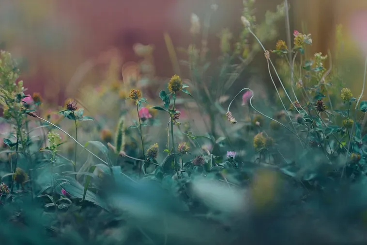 Guided Garden Discovery – Atlanta Botanical Garden Guided Garden Discovery – Atlanta Botanical Garden