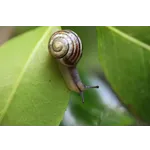 Explore the Garden: Guided Drop-In Tours – Atlanta Botanical Garden Explore the Garden: Guided Drop-In Tours – Atlanta Botanical Garden